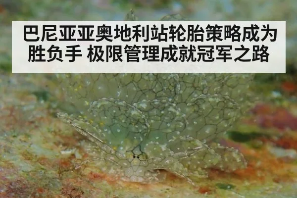 巴尼亚亚奥地利站轮胎策略成为胜负手 极限管理成就冠军之路